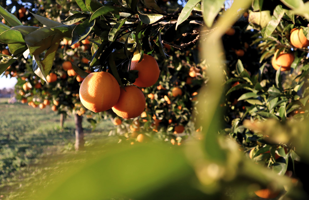 Agricultural Plots Near Mumbai: Own More Than Just a Piece of Land